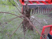 5-133011-Treegetterhangson.JPG