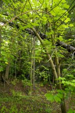 Tree 7.jpg