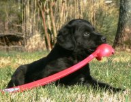 With Chuckit - Mar 20.JPG
