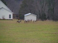 Deer3.JPG