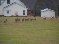 Deer4.JPG