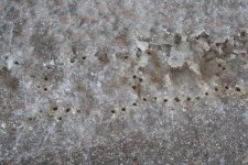 Tracks on ice 1.JPG