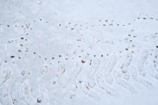 Tracks on snow 2.JPG