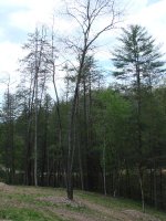 DSC01677_800.JPG