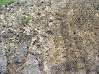 Field 018 (Small).jpg