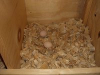 eggs2.JPG