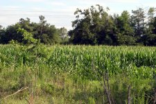 Corn2651.jpg