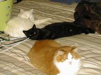 mouse control crew.JPG