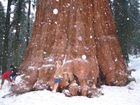 25  Steph is in the middle wearing shorts, the kids are to the left.  This is General Sherman!!!.jpg