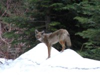 26  Coyote along the side of the road.jpg