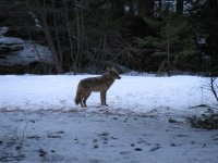 38  Coyote that hung out in the parking lot.jpg
