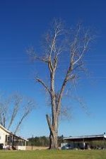 tree 006.JPG