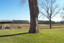 tree 007.JPG