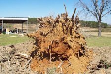 tree 010.JPG