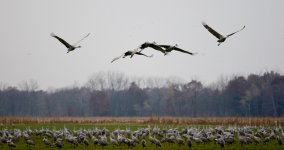 Cranes-36.jpg