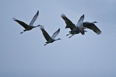 Cranes-47.jpg