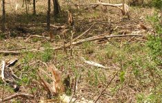 Cleared area.jpg