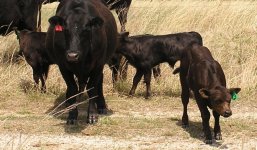 Calves.jpg
