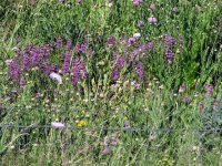 Purple-Horsemint.jpg