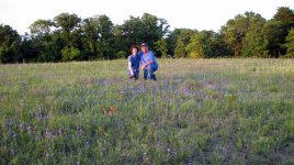 Sad_Bluebonnets.jpg