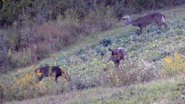 OCT_3_2007_Deer_pics_Chas_took_001.jpg