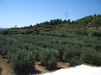 2008_08_Pergula 014.JPG