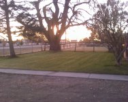 Mowed Leaves 1.jpg