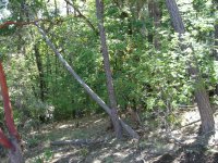 Pulled-off-stump-Wide.jpg