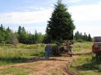 transplanting.jpg