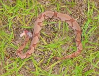 copperhead 061708.jpg