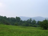 1st mow in NY 004.jpg