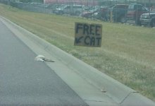 free cat.jpg