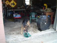 Puppy 017.jpg