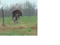 Turkey new.JPG