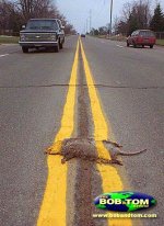 roadkill_art.jpg