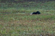 Skunk-52.jpg