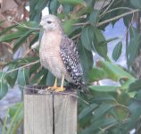 HawkWithStraw.jpg