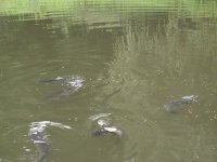 IMG_0335.JPG