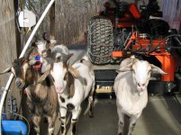 Tractor helpers.jpg