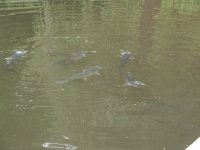 IMG_0336.JPG