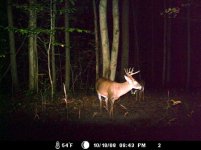 buck1.jpg