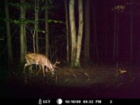 buck3.jpg