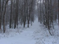 wintery5.jpg