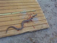 Rattler 7-11-08.jpg