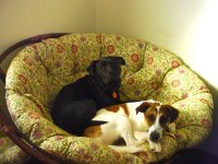 Lexi and Scrappy - office chair.JPG