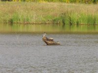 12 Oct 08 242 (Small).jpg