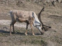 286411-Caribou closeup 2.jpg