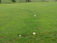 6-187976-ToadStool3.jpg