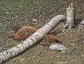 19-134156-beaver.jpg