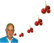 8-134203-BirdEatinCherries.jpg